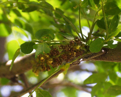 Гледичия - Gleditsia triacanthos L.