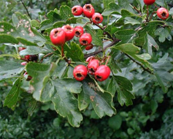Глог - Crataegus Monogyna L.