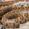 Змии - какво трябва да знаем и как да се пазим от тях?